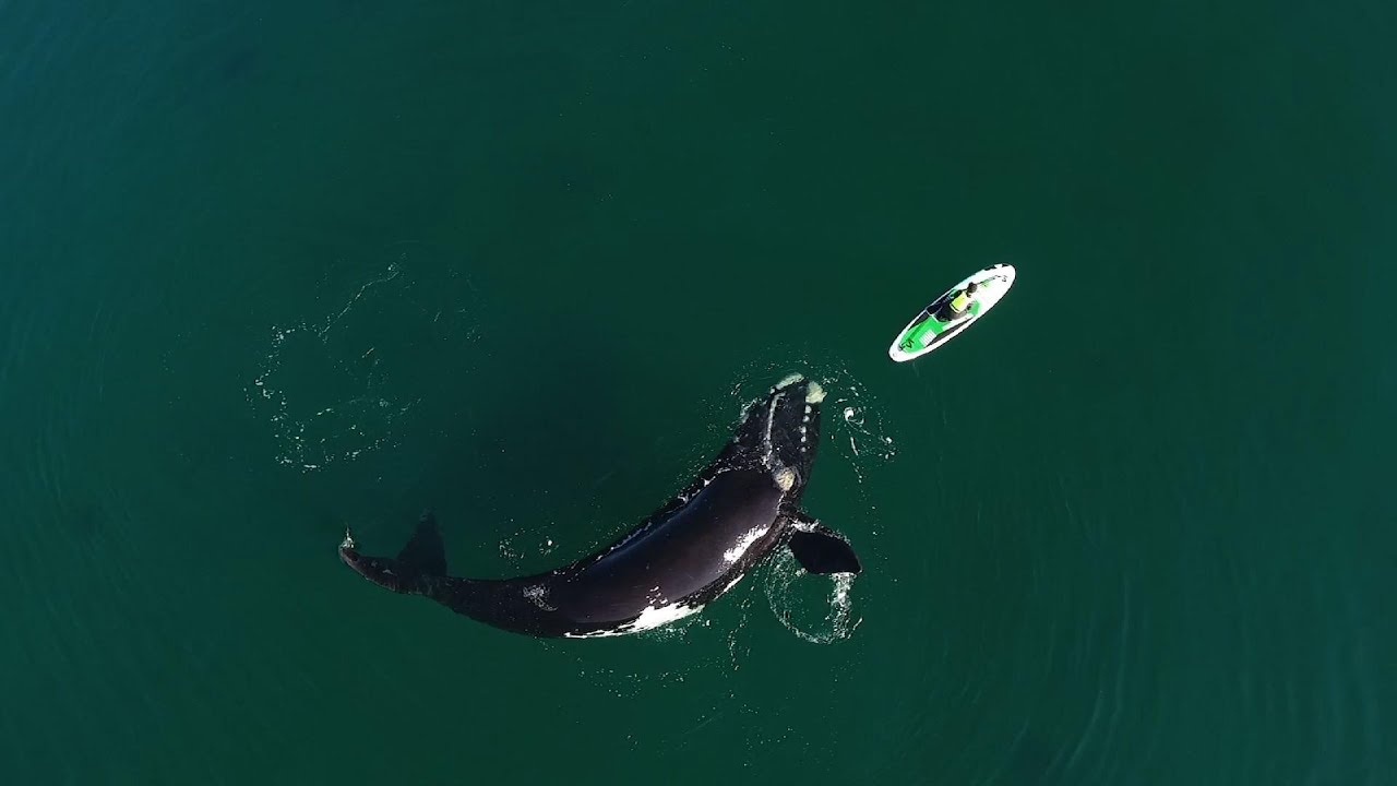 Ca voi dua gion voi van dong vien cheo thuyen o Argentina hinh anh