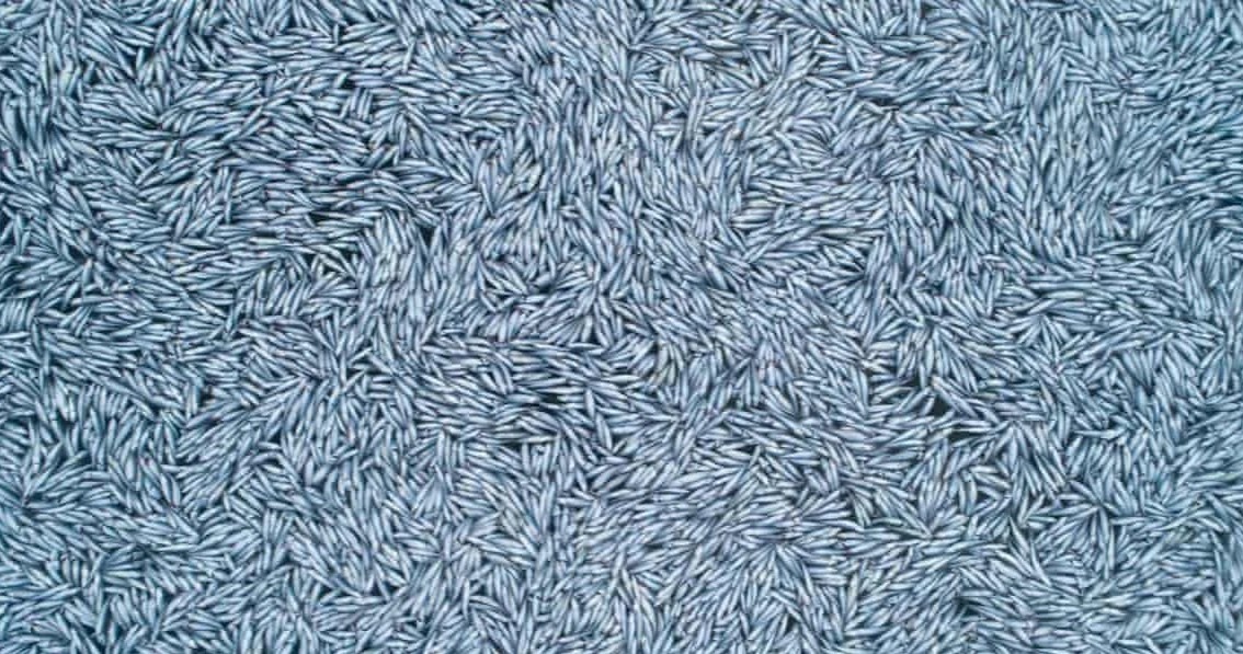 Su co 'tran ca' ngoai khoi nuoc Phap vi dut luoi khong lo hinh anh