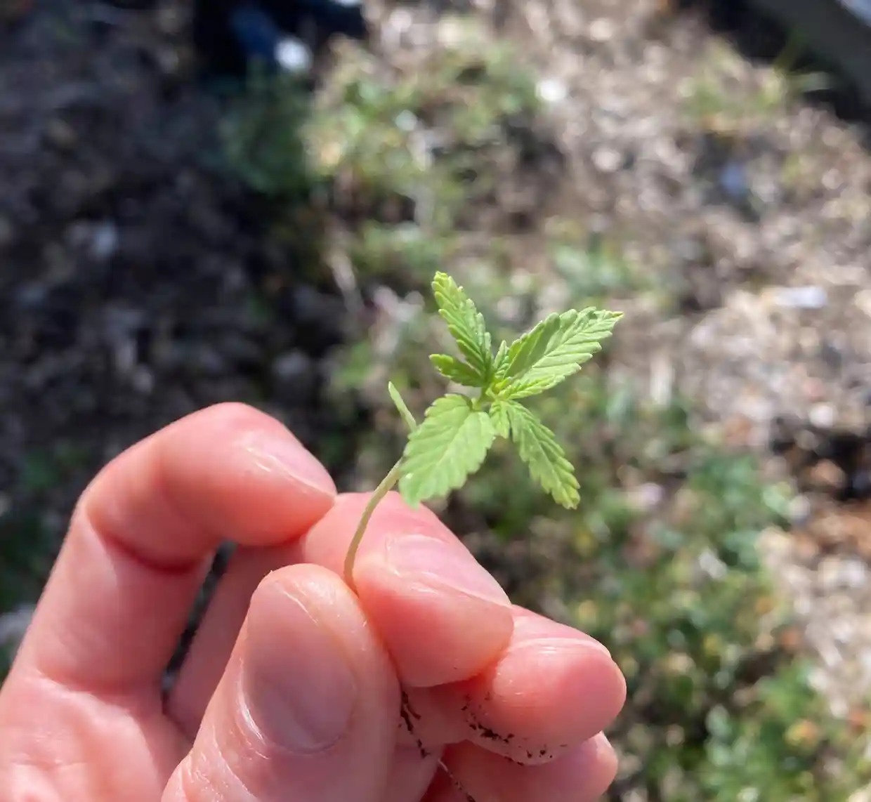 Can sa moc trong vuon quoc hoi New Zealand hinh anh