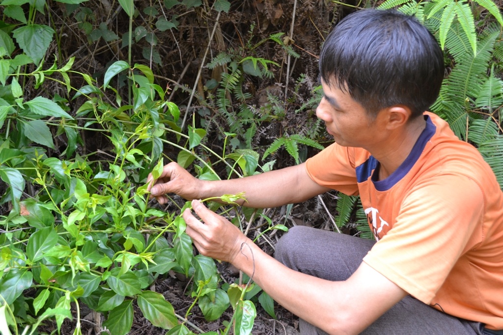 Nhung cai chet dau long tu la cay 'than chet' hinh anh