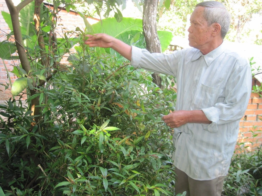 Ong lao 'khac tinh' cua ran doc o Tay Nguyen hinh anh