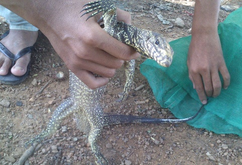 Do xo mang cho vao rung san ky da hinh anh