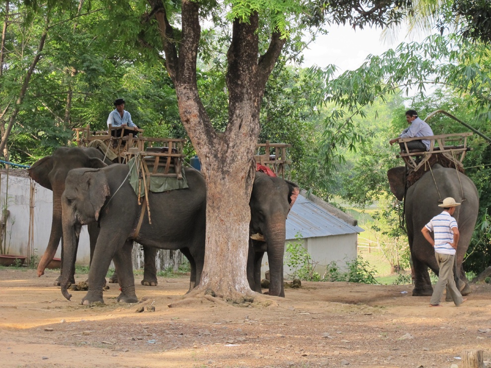 Voi cai 40 tuoi chet bat thuong o vuon Quoc gia Yok Don hinh anh