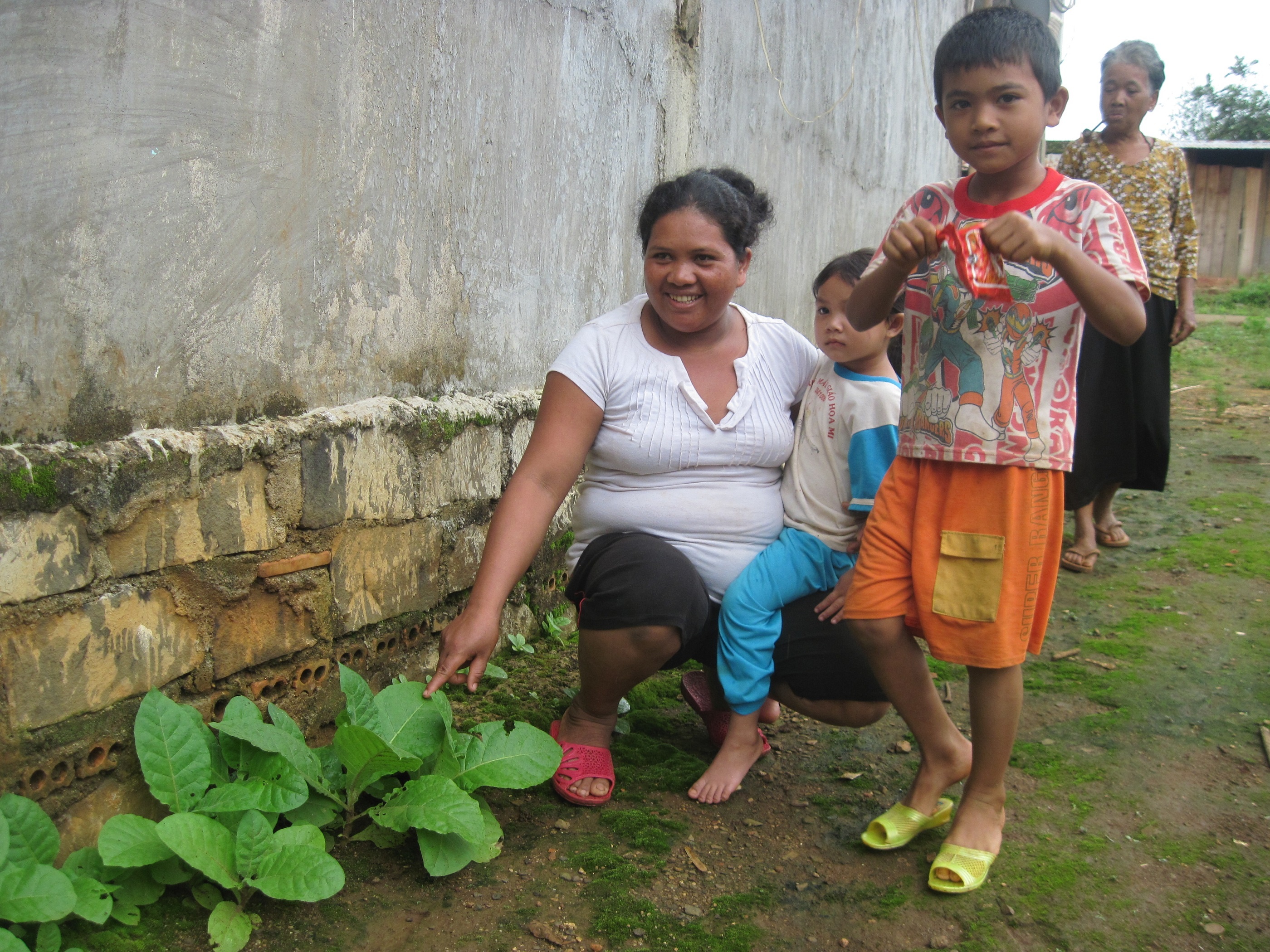 Cây thuốc rê được trồng ngay đầu nhà của người Mạ.