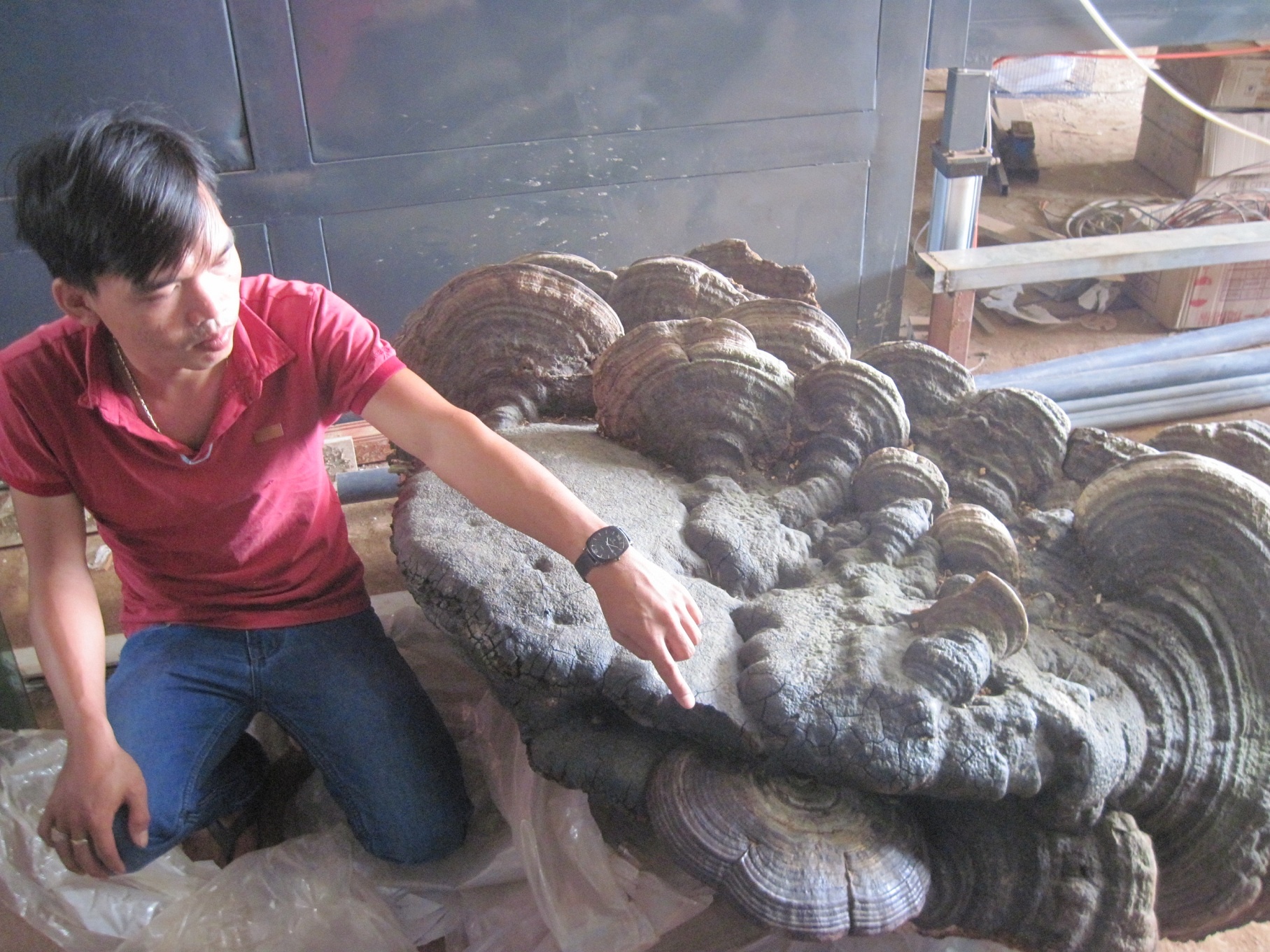 Do xo di xem nam linh chi nang 220 kg hinh anh