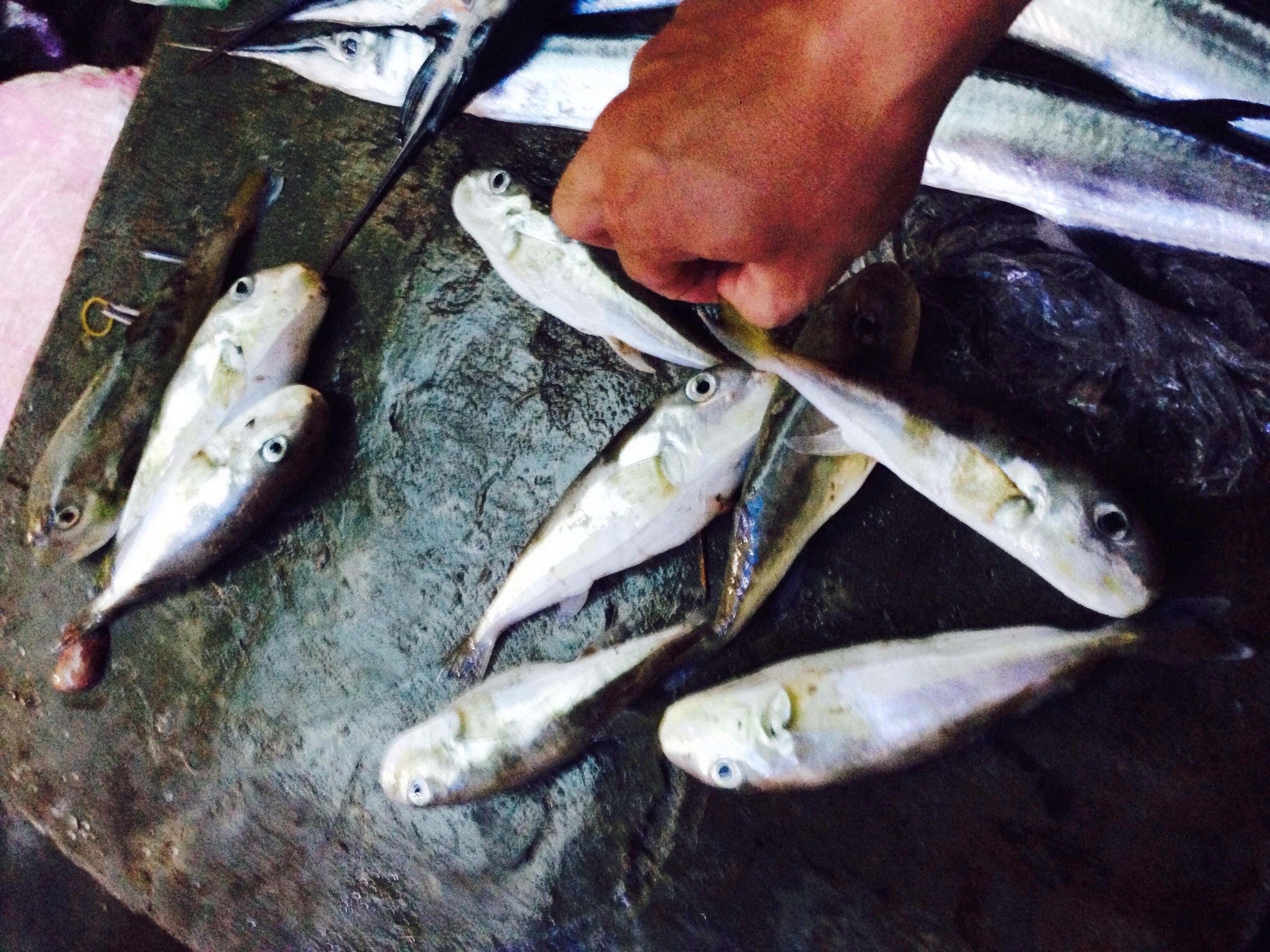 Cho ca 'tu than' ben pha Tam Giang hinh anh