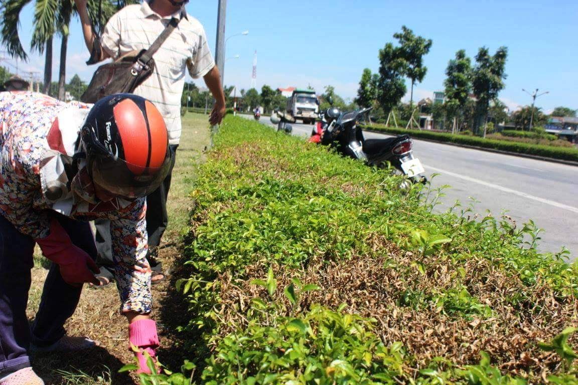 Nghi van rai muoi, phun axit diet cay xanh o Hue hinh anh