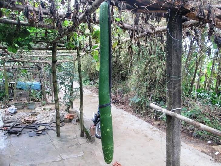 Gian bau chi co mot qua dai 2 m hinh anh