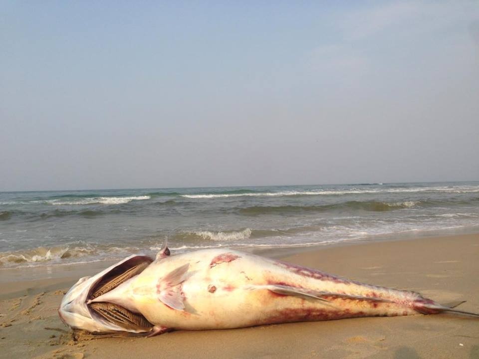 Doc to cuc manh lam ca chet hang loat o Thua Thien - Hue hinh anh