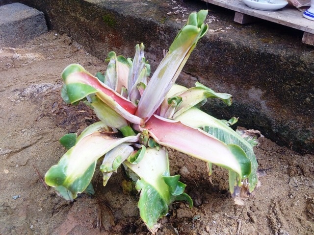 Người dân thắp hương khấn vái cây chuối thần ảnh 1 Nguoi dan thap huong khan vai cay chuoi than anh 1