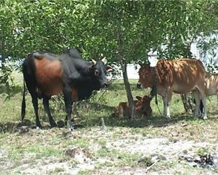 Chong xot xa om thi the vo sau khi bi bo huc tu vong hinh anh