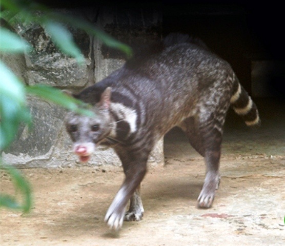 Phat hien loai cay bi coi tuyet chung o Hue hinh anh