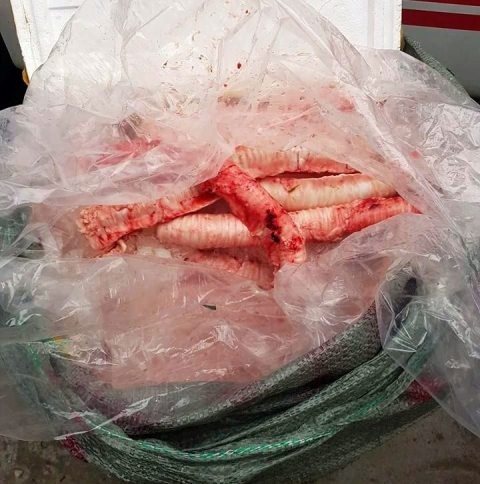 Tich thu 300 kg noi tang thoi tren xe khach giuong nam hinh anh