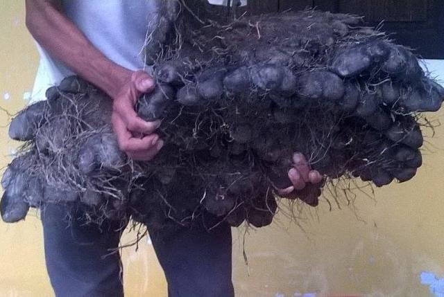 Cu khoai tia nang 23 kg va co hinh ban tay gau hinh anh