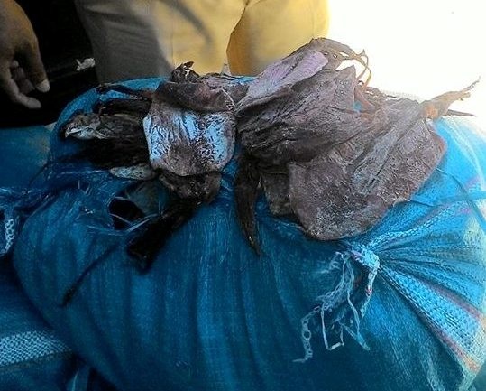 Xe tai cho hon 1,5 tan muc kho va noi tang moc xanh hinh anh