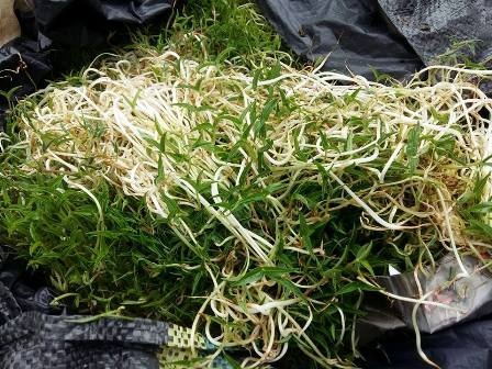 Tich thu 800 kg gia do bi ngam thuoc kich thich doc hai hinh anh