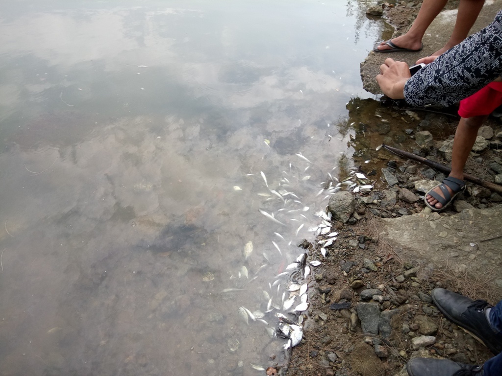 Ca chet o khu vuc xuat hien dai nuoc mau vang duc hinh anh