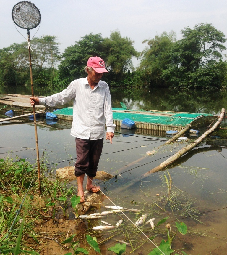 Ca long chet hang loat tren song Bo (Thua Thien - Hue) hinh anh