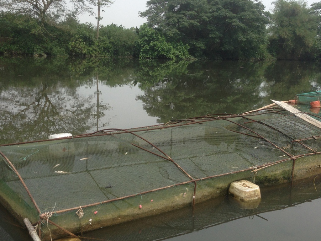 Ca long tren song chet hang loat anh 1