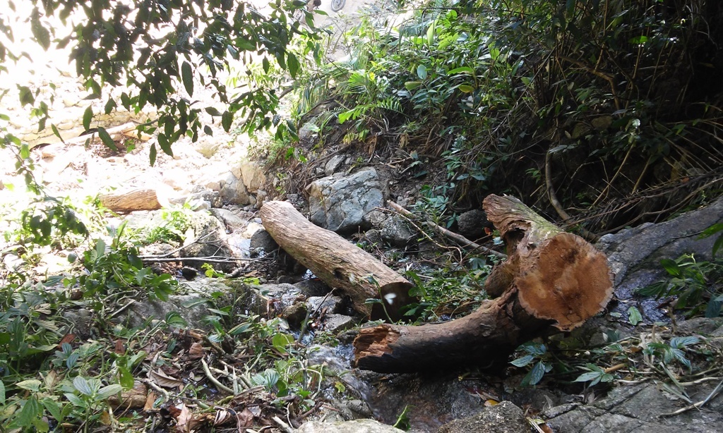 Rung bi tan pha anh 1