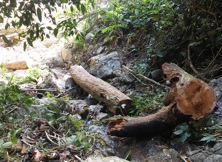 Go o khu bao ton thien nhien bi lam tac don ha hinh anh