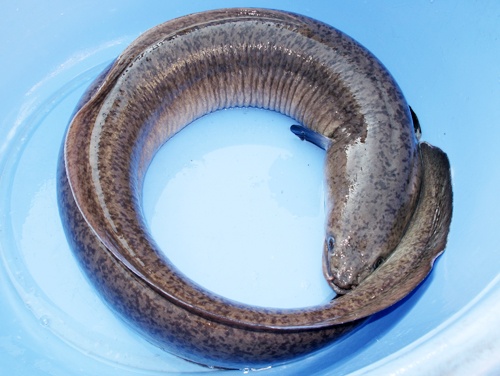 An ruot ca chinh um mang, 6 nguoi nhap vien cap cuu hinh anh