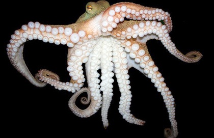 Nguoi phu nu nghi bi bach tuoc can tu vong hinh anh