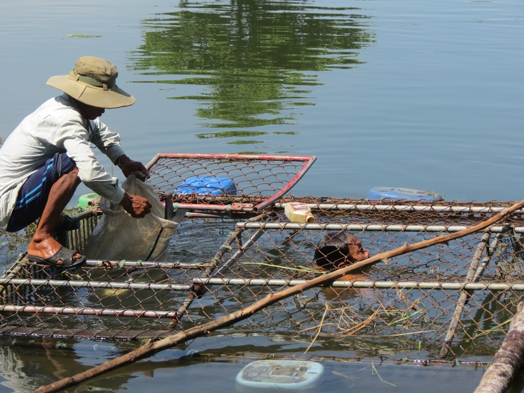 Ca long chet bat thuong anh 1
