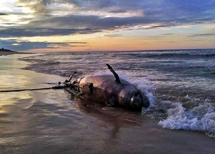 Cá heo dạt vào bờ biển ảnh 1 Ca heo dat vao bo bien anh 1