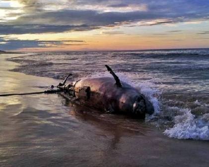 Xac ca heo nang 350 kg troi dat vao bo bien hinh anh