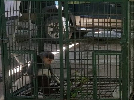 Nguoi dan bat duoc ca the vooc quy hiem lac vao vuon hinh anh