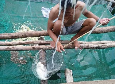 Ca long chet hang loat vi nguon nuoc bi ngot hoa cao? hinh anh