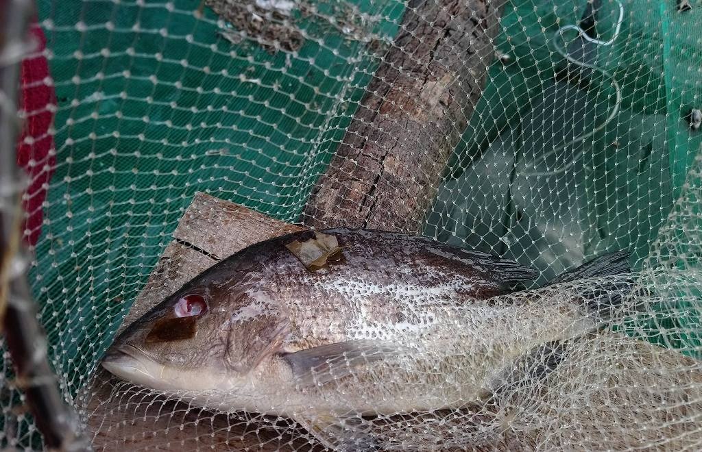 Ca long chet bat thuong anh 2