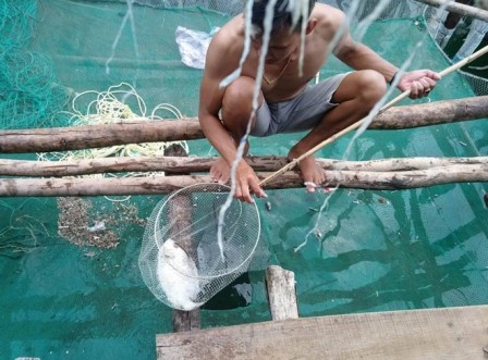 Ca long chet hang loat nghi do nhiem doc chat xa thai thi cong hinh anh