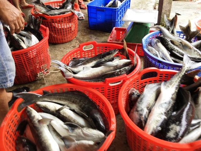 Ca long chet hang loat anh 2