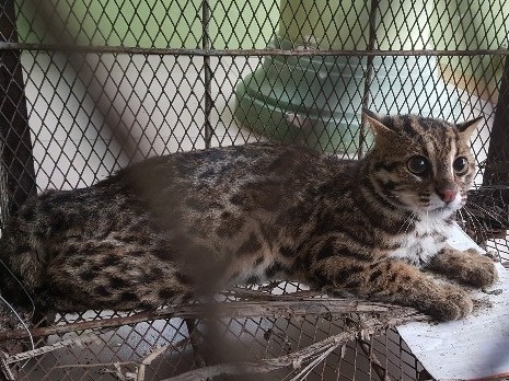 Giai cuu meo rung quy hiem bi nguoi dan nuoi nhot hinh anh