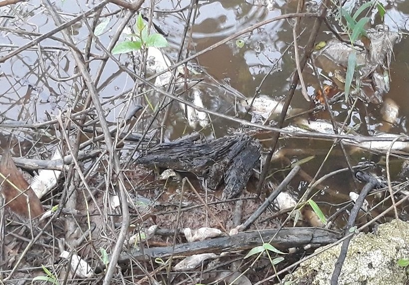 Ca song chet bat thuong nghi nhiem doc anh 1