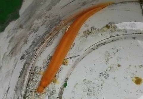 Bat duoc ca chach co mau vang hiem gap hinh anh