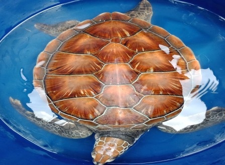 Rua bien nang 8 kg trong sach do mac vao ngu cu hinh anh