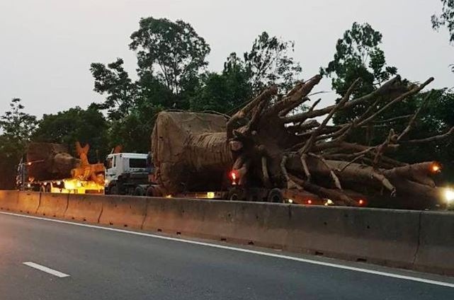 3 cây đa sộp có nguồn gốc rõ ràng? ảnh 2 3 cay da sop co nguon goc ro rang? anh 2