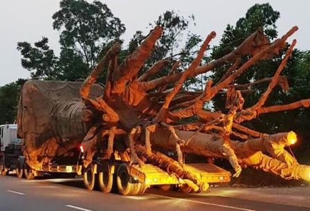 Chu xe cho cay co thu khong lo bi phat hon 80 trieu hinh anh