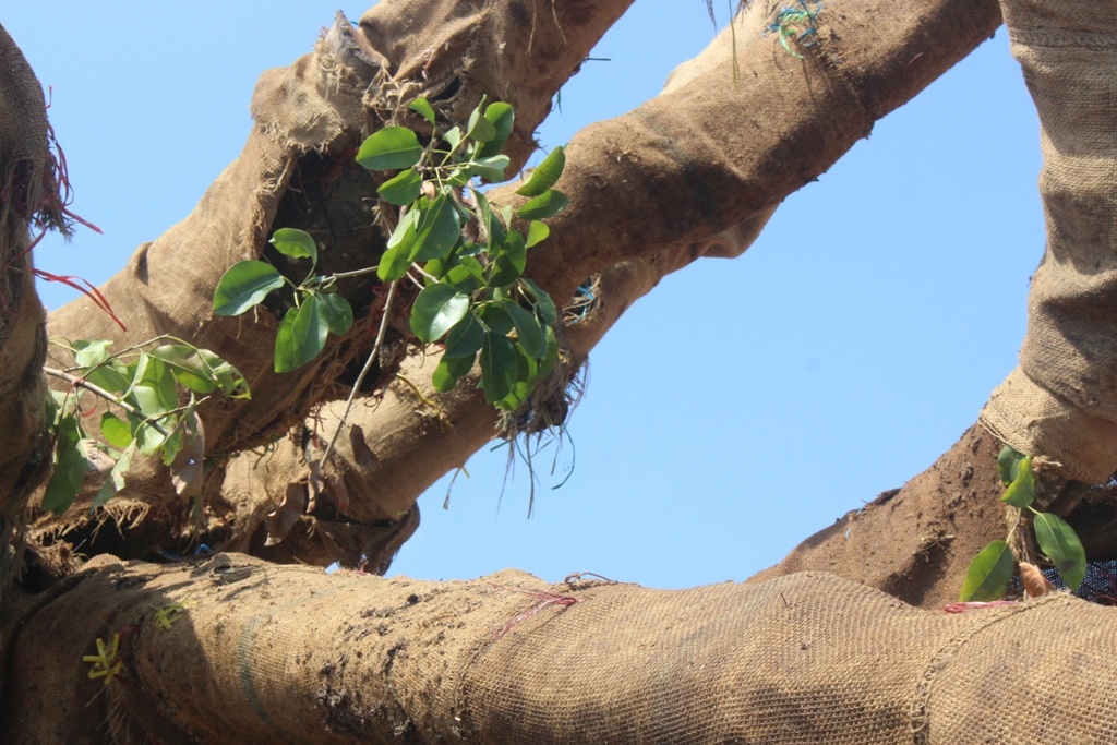 Cac tai xe khong biet diem den cua cay 'khong lo' o dau hinh anh