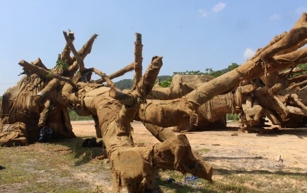 Chu 3 cay da khong lo khai gi voi cong an? hinh anh