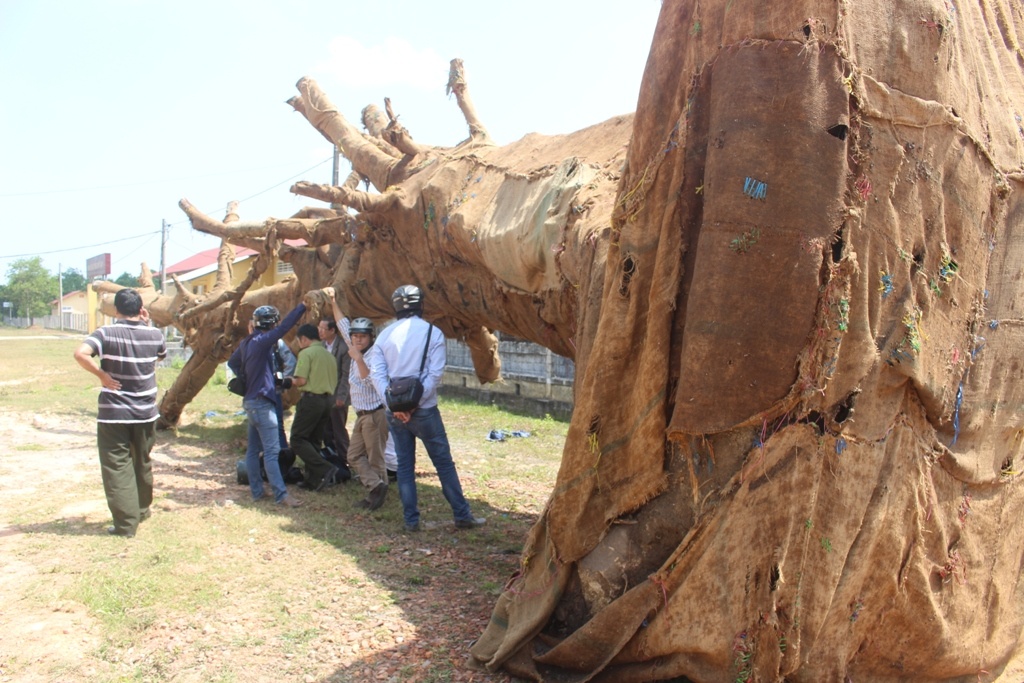 Cong an dieu tra vu 3 cay khong lo anh 2