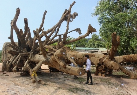 Chu 3 cay da khong lo bi phat 750.000 dong hinh anh