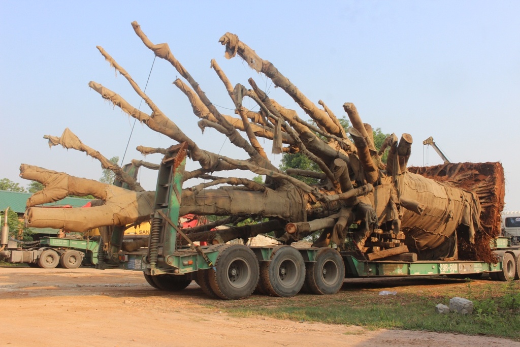 3 cay da khung chuan bi roi Hue anh 1