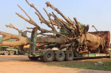 3 cay da khong lo chuan bi roi Hue sau nua thang 'giam giu' hinh anh