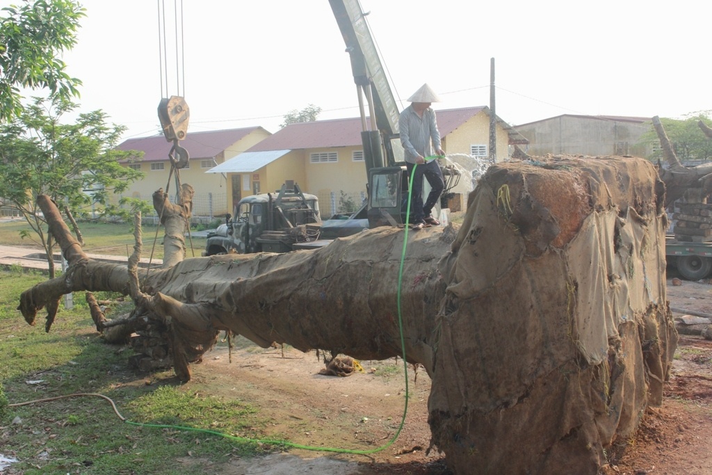 3 cay da khung chuan bi roi Hue anh 3