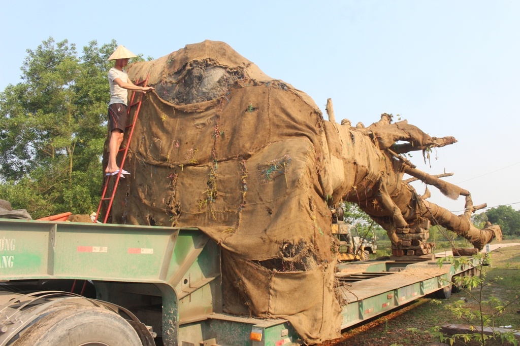 3 cay da khung chuan bi roi Hue anh 2