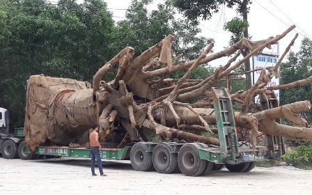 Cay da 'khung' duoc cho khoi noi tam giu khi chua co giay phep hinh anh